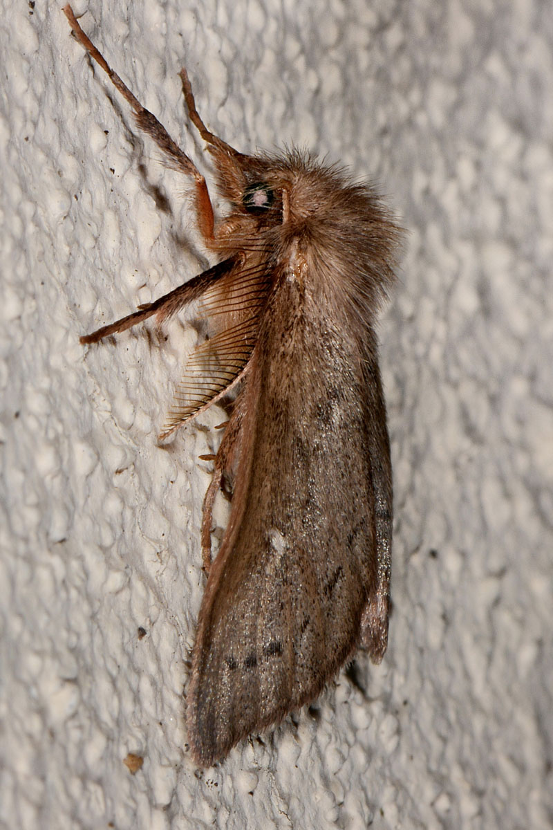 Erebidae Lymantriinae? S, Ocneria rubea